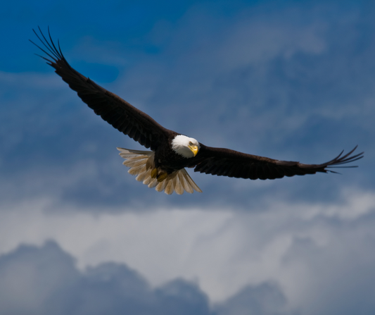Free Indeed | Day 40 Freedom Season Devotional